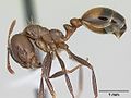 Рабочий Solenopsis richteri - Чёрный огненный муравей.