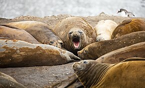 Elephant seals at Hannah Point