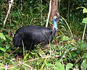 Southern cassowary