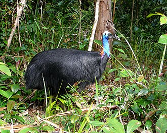 Southern cassowary Southern Cassowary in rainforest.jpg