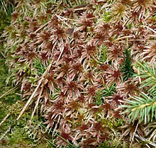 Sphagnum quinquefarium 270108.jpg