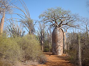 Typical spiny forest, with baobabs (Adansonia)