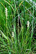 Spiranthes delitescens