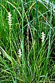 Spiranthes delitescens