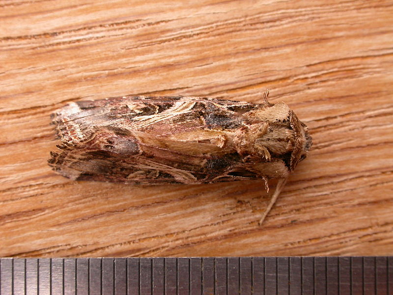 File:Spodoptera litura (5318860811).jpg