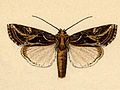 Thumbnail for Spodoptera pulchella