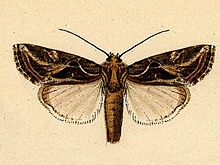 Spodoptera pulchella.JPG