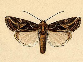 Spodoptera pulchella