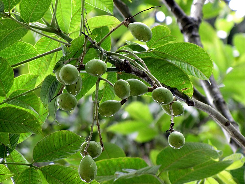 File:Spondias-On-Tree.jpg