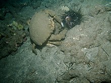 Sponge crab eating a sea urchin.jpg