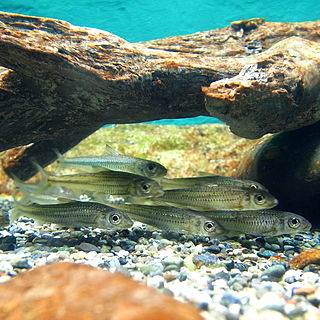 <span class="mw-page-title-main">Khanka gudgeon</span> Species of fish