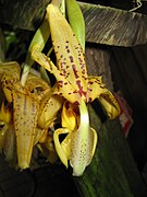 Stanhopea cultivars