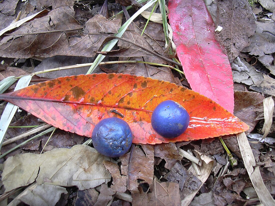 Elaeocarpus angustifolius