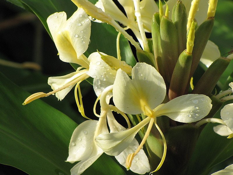 File:Starr-091104-8749-Hedychium flavescens-flowers-Hana Hwy-Maui (24361134203).jpg