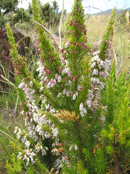 File:Starr-110705-6557-Erica lusitanica-flowers and leaves-Waiale Gulch-Maui (25097926155).jpg