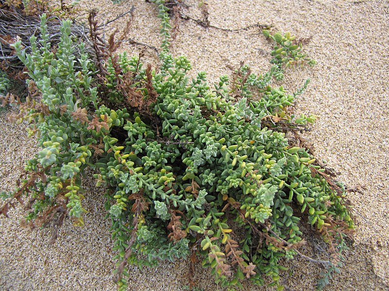 File:Starr-121220-1283-Cressa truxillensis-habit-Keanakeiki-Kahoolawe (25198851215).jpg