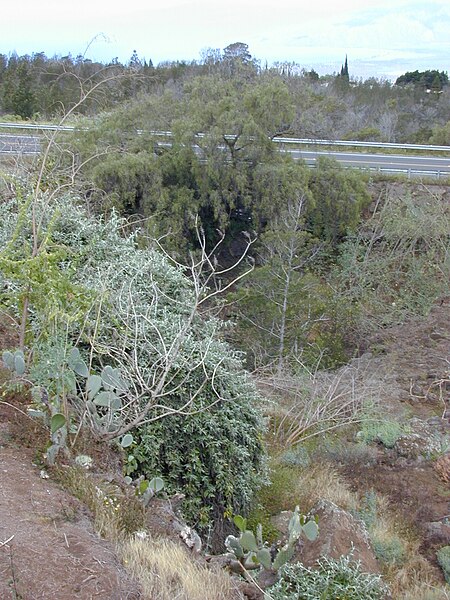 File:Starr 010419-0027 Buddleja madagascariensis.jpg