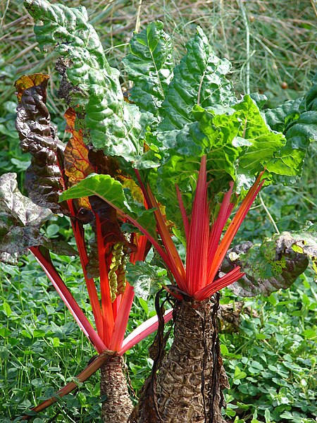 File:Starr 070112-3389 Beta vulgaris subsp. cicla.jpg