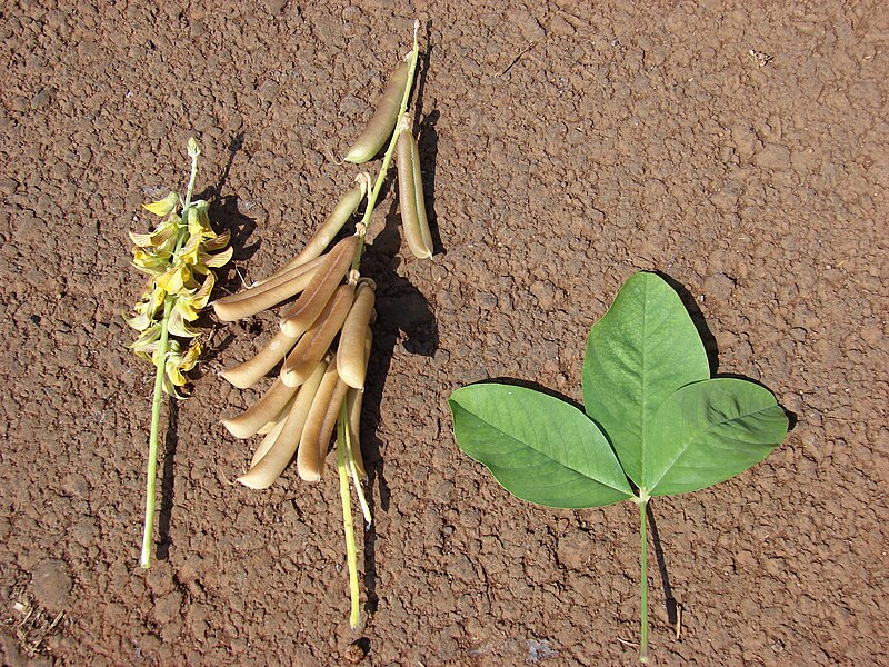 File:Starr 070206-4172 Crotalaria pallida.jpg