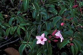 Beskrivelse af billedet Starr_980529-4191_Cryptostegia_grandiflora.jpg.