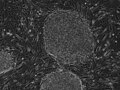Stem cells, Hues 9 p 23.jpg