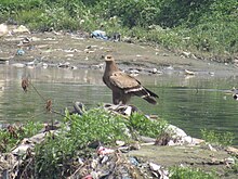 A steppe eagle appearing to scavenge amongst a garbage dump; among all Aquila eagles, it appears to have the least discerning diet and least predatory demeanor. Steppe Eagle 001.jpg