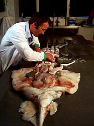 Steve O'Shea dissecting squid.jpg