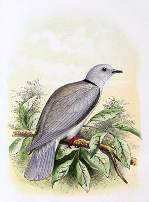 Saheldue, Streptopelia roseogrisea J. G. Keulemans, 1869, Public domain