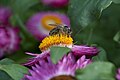 * Nomination: flower with bee by ADwarf --Mbdortmund 21:14, 25 September 2009 (UTC) * Review I think, that the smudgy flower in front of is a bit distracting --Jos. 10:11, 26 September 2009 (UTC)