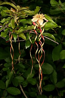 <i>Strophanthus petersianus</i> Species of plant