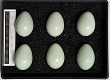 Seis ovos de estorninho pálido.
