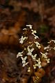 Stylidium ciliatum golden triggerplant