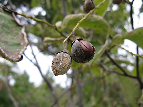 Styrax obassia5.jpg