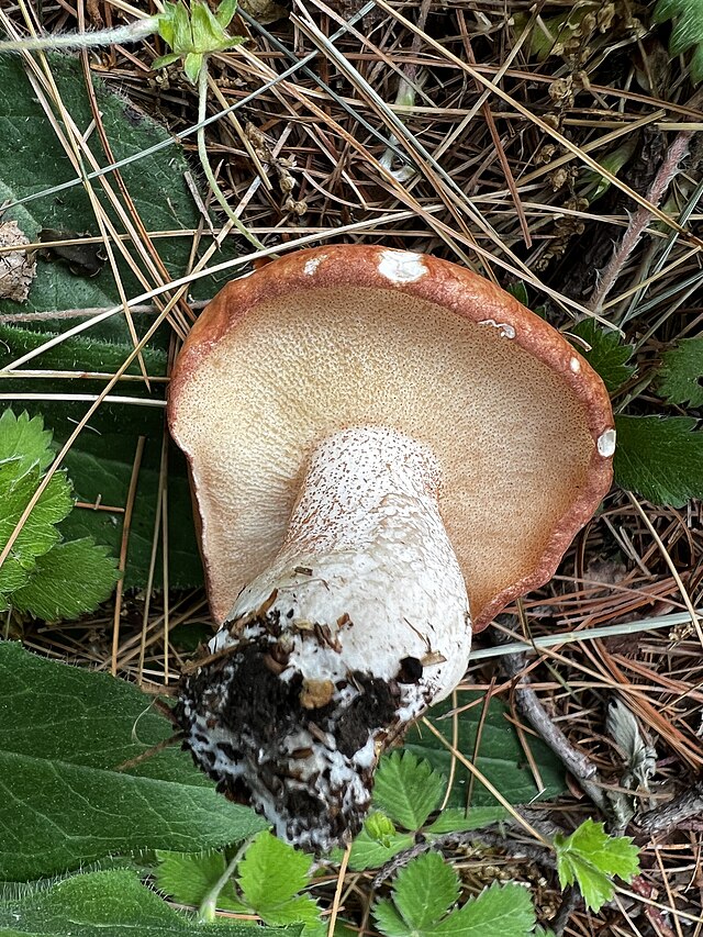 Suillus weaverae