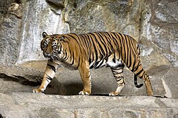 Sumatrinis tigras (Panthera tigris sondaica)