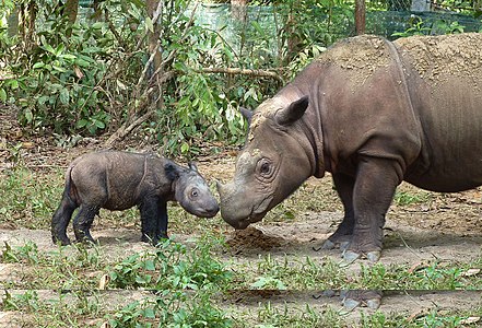 Sumatran rhinoceros four days old.jpg