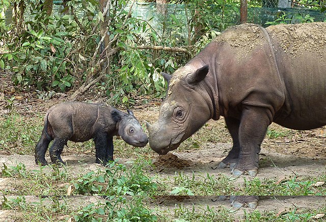 https://upload.wikimedia.org/wikipedia/commons/thumb/e/e1/Sumatran_rhinoceros_four_days_old.jpg/640px-Sumatran_rhinoceros_four_days_old.jpg