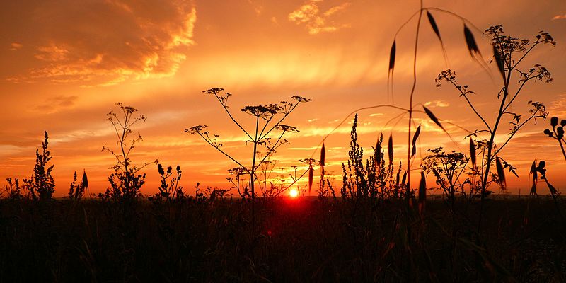 File:Sunset and grass - panoramio.jpg