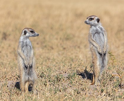 Casal de suricatas (Suricata suricatta) vigiando; parque nacional do deserto de sal de Makgadikgadi, Botsuana. O suricata é um pequeno mangusto encontrado no sul da África. Os suricatas têm garras adaptadas para cavar e têm a capacidade de termorregular para sobreviver em seu habitat árido e seco. Três subespécies são reconhecidas. Os suricatas são altamente sociais e formam bandos de dois a 30 indivíduos cada. A reprodução ocorre com picos durante as chuvas fortes; após uma gestação de 60 a 70 dias, nasce uma ninhada de três a sete filhotes. (definição 6 663 × 5 446)