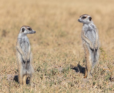 Meerkats (Suricata suricatta), Makgadikgadi Pans National Park