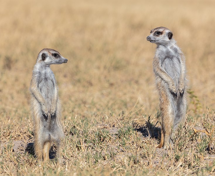 File:Suricatos (Suricata suricatta), parque nacional Makgadikgadi Pans, Botsuana, 2018-07-30, DD 26.jpg