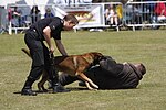 بندانگشتی برای سگ پلیس