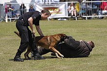 A Belgian Malinois police dog during a demonstration in England Sussex Police Dogs (9221050585).jpg