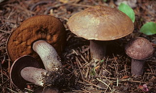 <i>Sutorius eximius</i> Species of fungus