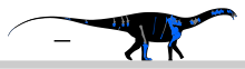 Skeletal reconstruction Suuwassea Skeletal.svg