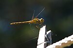 Miniatuur voor Bestand:Sympetrum striolatum-pjt2.jpg