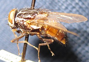 Synthesiomyia nudiseta.JPG