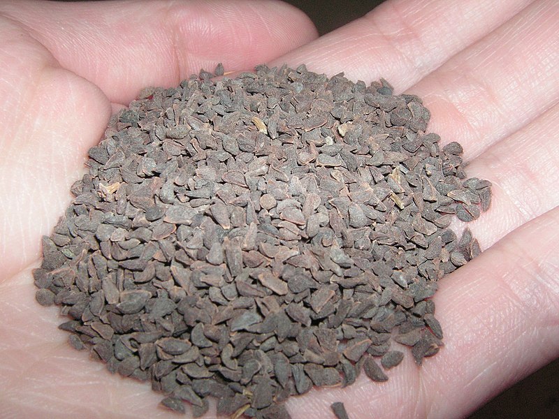 File:Syrian Rue Seeds.jpg