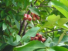 Syzygium samarangense (4).jpg