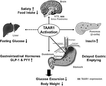 Diagram van TAAR1-orgaanspecifieke expressie en functie